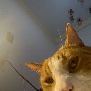 Meet your Posher, Pareeza and her cat